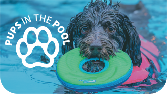 Dog Swimming with his Toy in Hammond Outdoor Pool