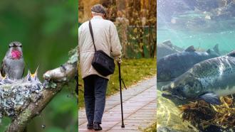 A collage depicting a hummingbird, a senior citizen walking with a cane, and a school of salmon in a shallow river.