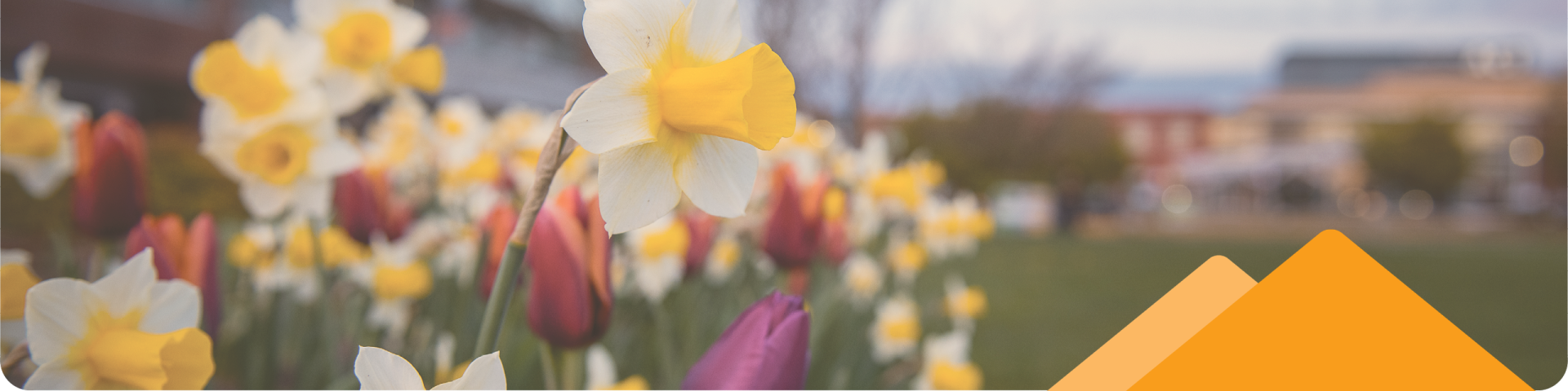 A garden of spring flowers with the Maple Ridge Arts Centre and Theatre in the background.