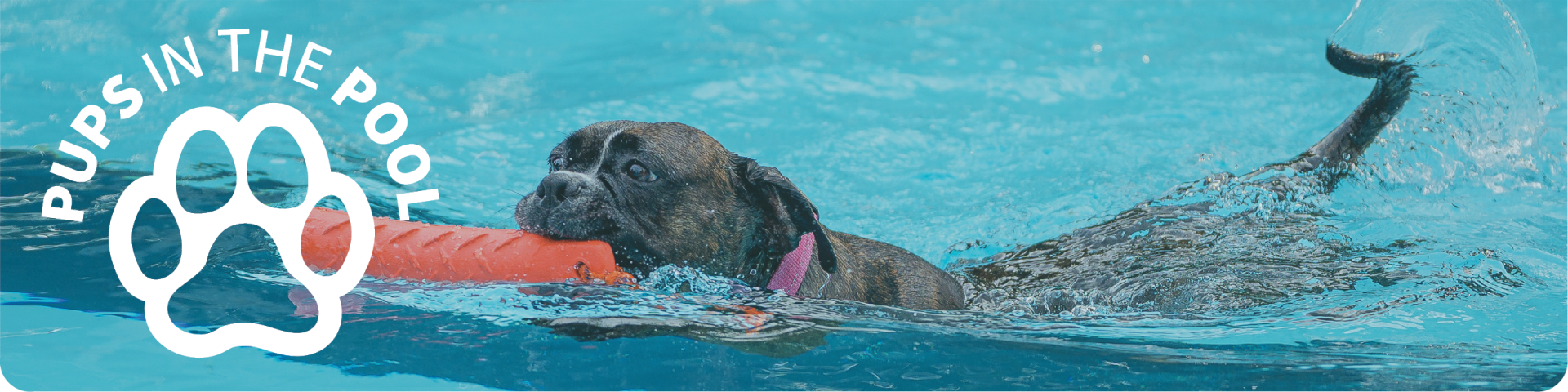 Dog Swimming in Hammond Outdoor Pool