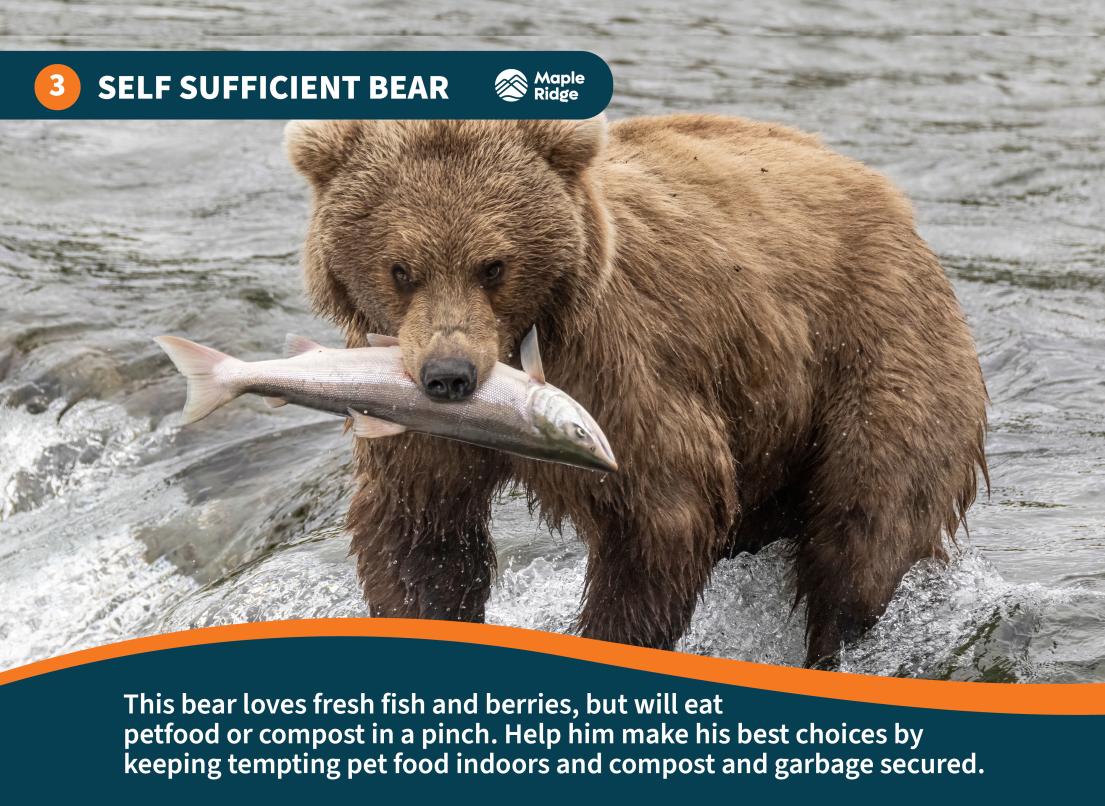 Self Sufficient Bear