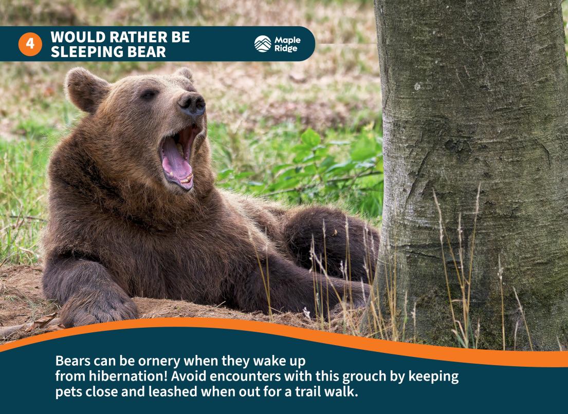 Would Rather Be Sleeping Bear