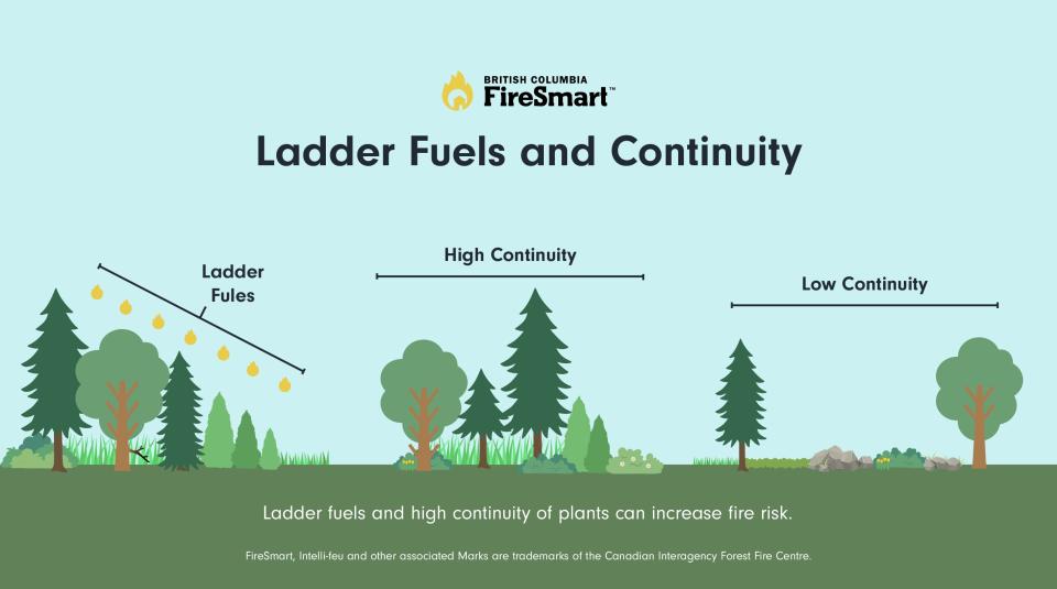 Ladder Fuels and Continuity - Image illustrating Lader Fuels and fuel continuity described above
