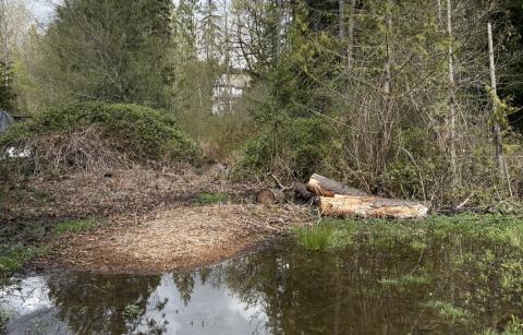 Standing water near Hennipen Creek