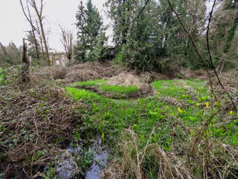A view of McKenney Creek surrounded by brambles and other vegetation