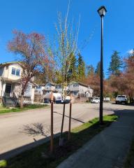1,000 Trees Project | Maple Ridge, BC
