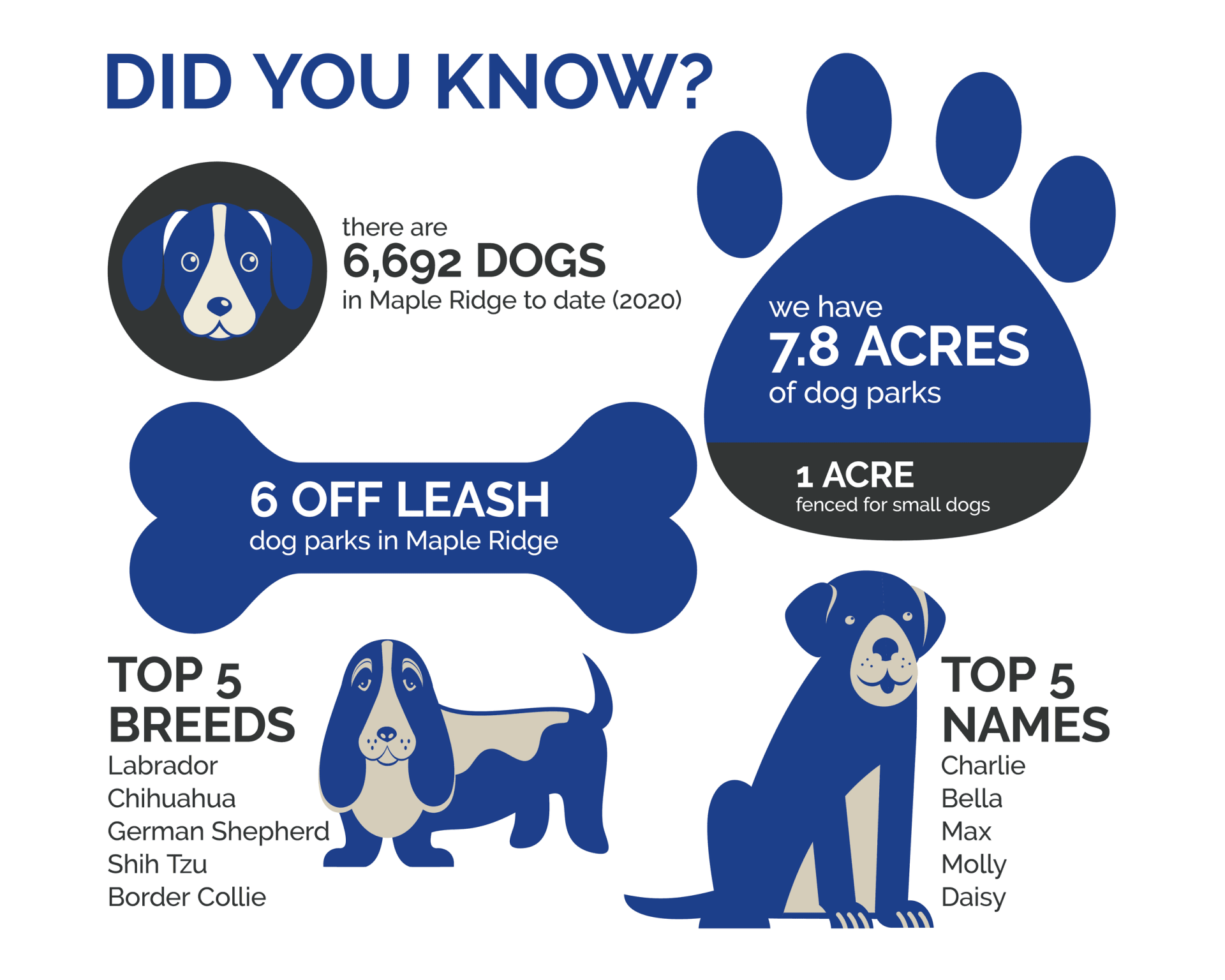 Infographic detailing information about dogs in Maple Ridge.