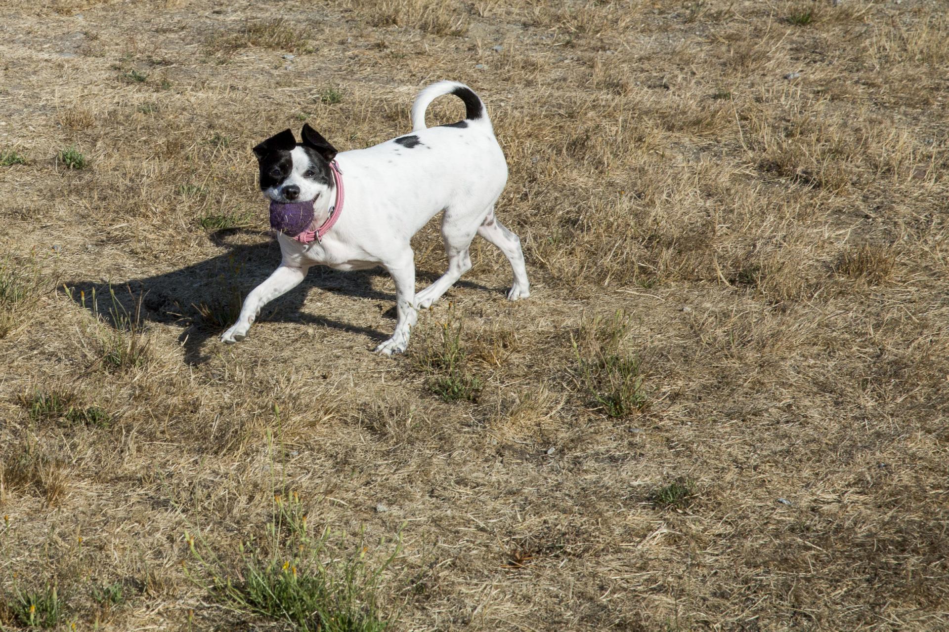 A black and white dog with a red collar happily brings back a purple ball to its owner in a grassy field.