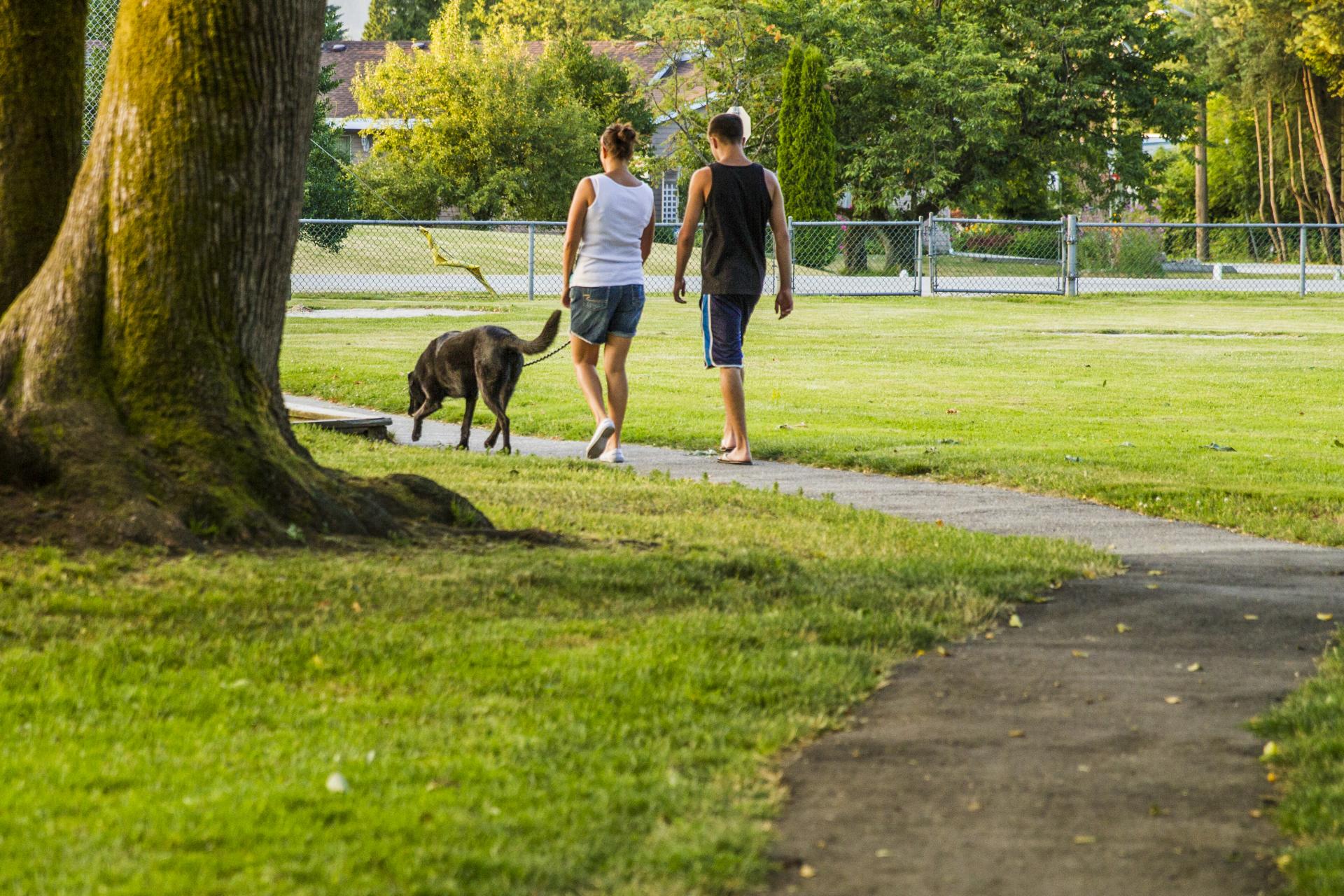 Two adults facing way, walk a large black dog on a paved path. The path runs through an open park, curving around a large tree.