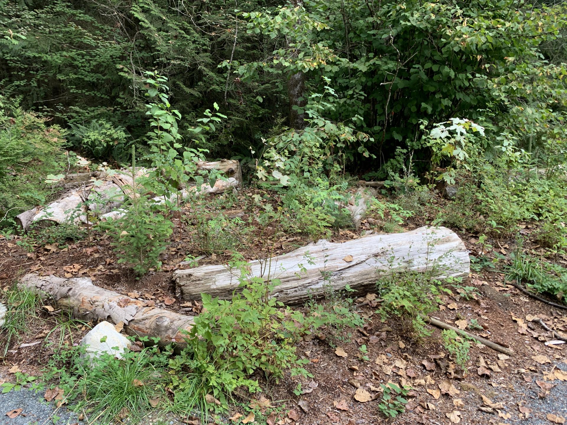 The edge of a forest littered with new growth and logs.
