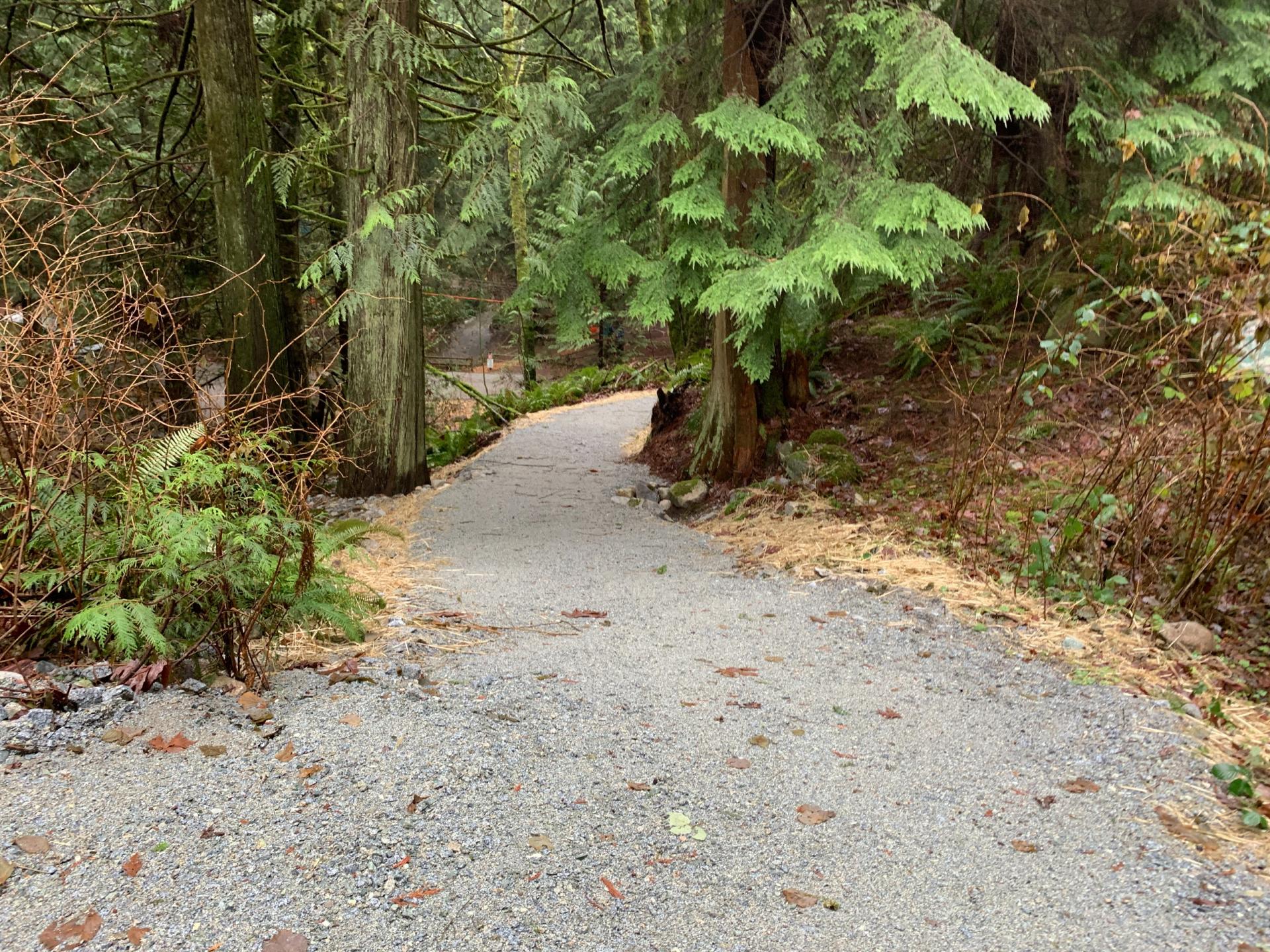 A winding gravel trail through an evergreen forest
