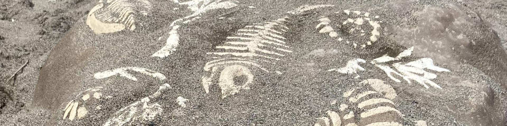 Fossils embedded in a rock, dusted with sand.