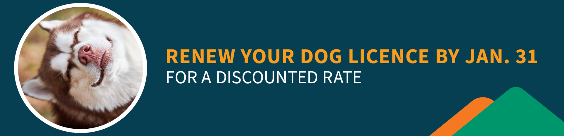 A husky smiles next to the message "Renew your dog licence by Jan 31 for a discounted rate".