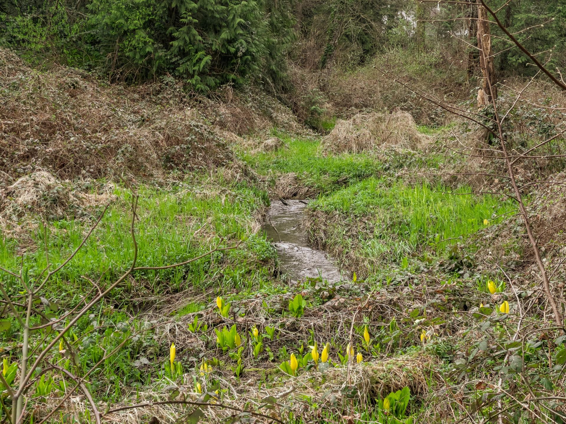 A view of McKenney Creek surrounded by brambles and other vegetation