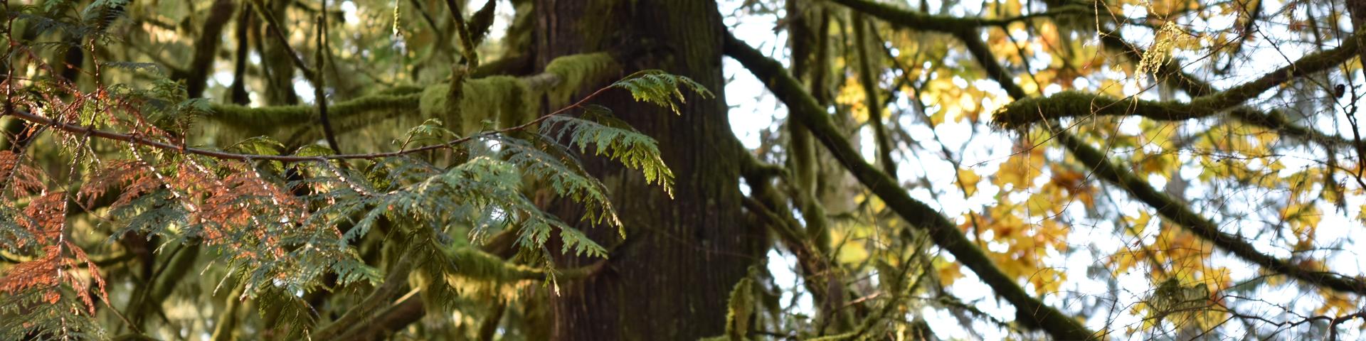 Moss hangs off of the branches of backlit pine trees in a forest.
